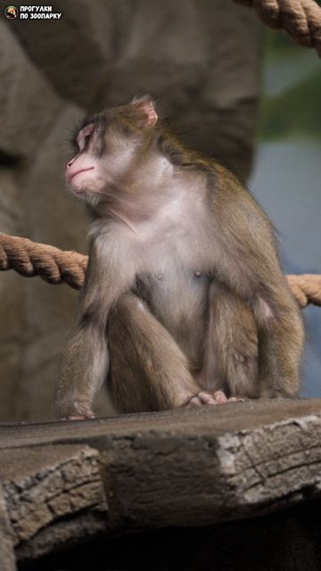 Кайко осматривает и обходит свои владения. Японские макаки. Новосибирский зоопарк