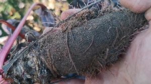 Самая Вкусная СВЁКЛА На Свете! Сорт Краподин Жаба! И самый древний сорт Свёклы!