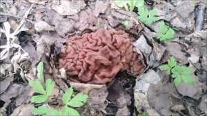 ✔Можно ли есть первые весенние грибы - строчки? ✔