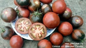 💘Помидоры Цыган. Супер новинка томатов 2021 года в Чёрной Комнате
