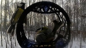 Синица охраняет куру, тем временем снегирь лущит семечку