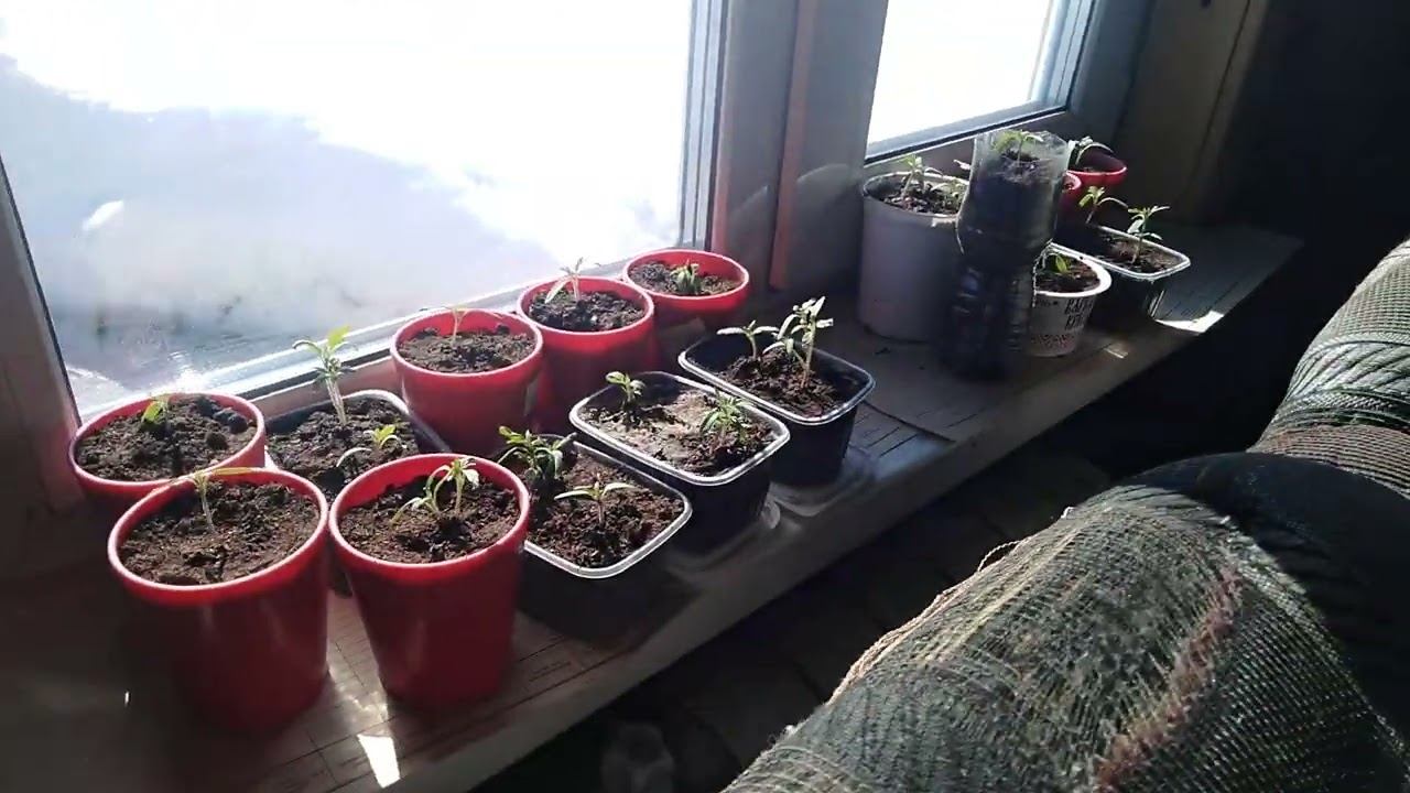 ✔Дела огородные  Распикировал томаты ✔