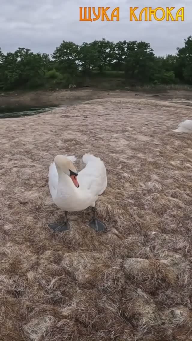 🔥 Рыбачить не разрешили, пришлось уйти :) 🔥 #рыбалка #лебедь #шортс