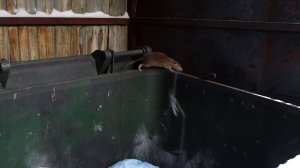 КРЫСАМ ВСЁ РАВНО