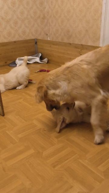 Пудра, Стеша и Ариша