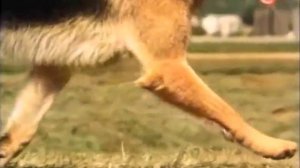 Der Deutsche Schäferhund - Anatomie und Bewegungsabläufe