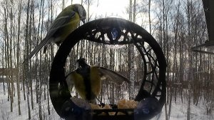 Я твой гнездо кормушка шатал