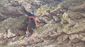 Кусочек лета🦋Красивые бабочки🦋