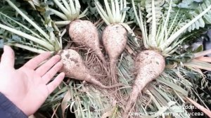 Редис Гигантский Японский Сакурадзима — Sakurajima Radish — 桜 島 大 根