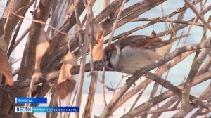 Акция сезонной переписи воробьёв завершилась в Вологодской области