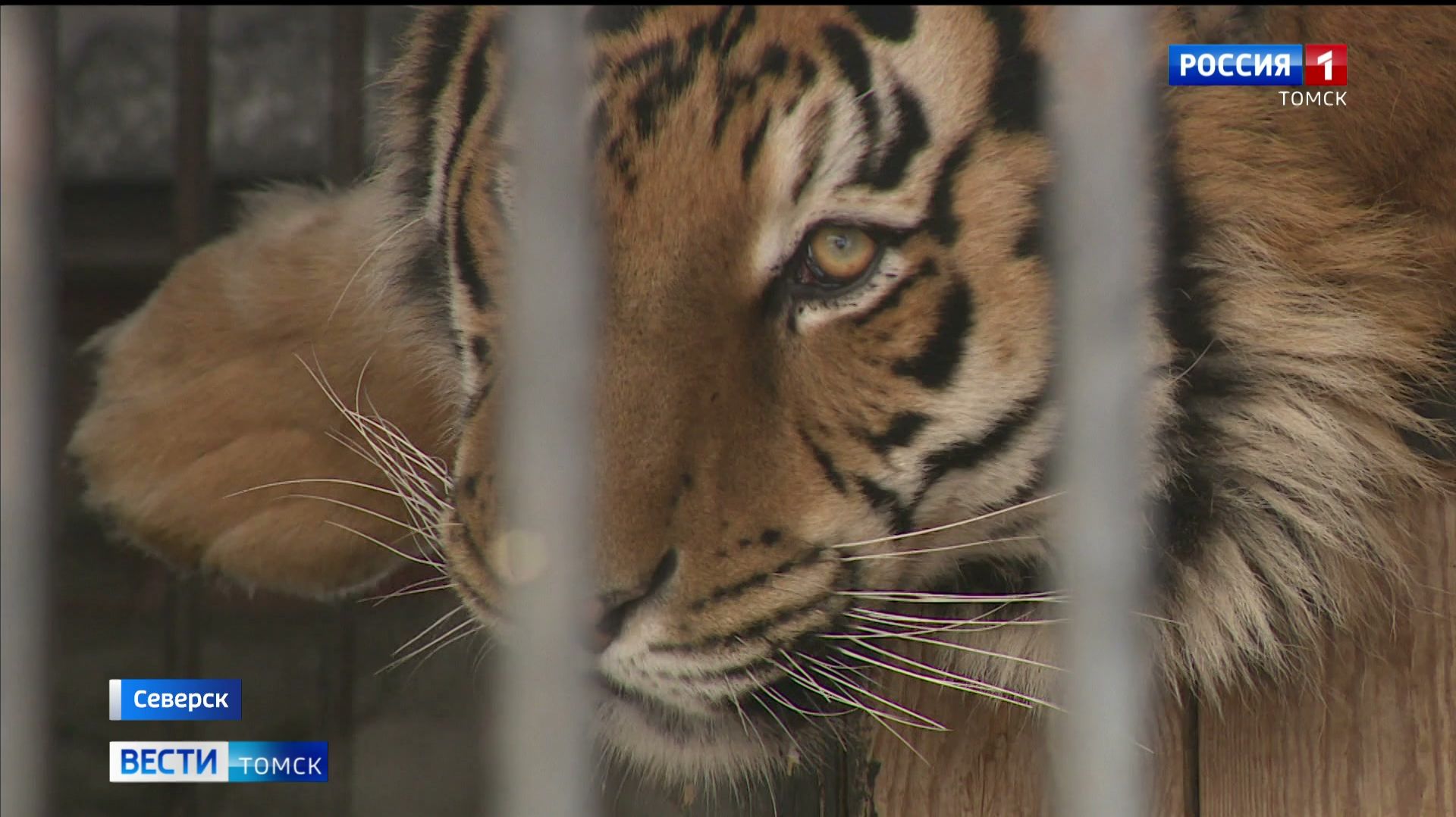 Вести-Томск, выпуск от 16.02.2026 11:30 смотреть онлайн
