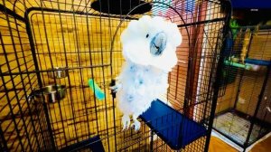 Мы готовы к встрече Киры, но Жорик ПСИХАНУЛ в последнюю минуту и ОТОБРАЛ у невесты новый вольер!