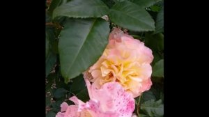 роза Акварель