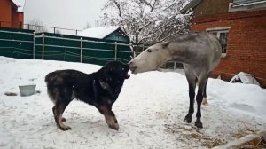 Кавказская овчарка и лошадь ссорятся