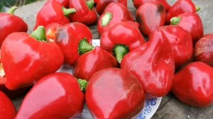 pomidom.ru Перец Сердцевидный Леся- Lesia Pepper