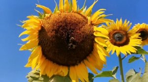 Не упустите ВРЕМЯ для сохранения семечка ПОДСОЛНЕЧНИКА от птиц! Exhibition Giant Гигант Выставочный