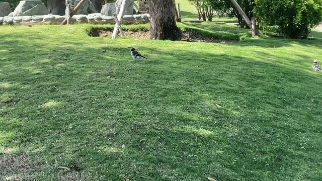 Vinpearl, Японский сад. Прогулка по острову, Нячанг, Вьетнам, Февраль 2026 г. смотреть онлайн