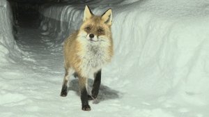 Долгожданная встреча