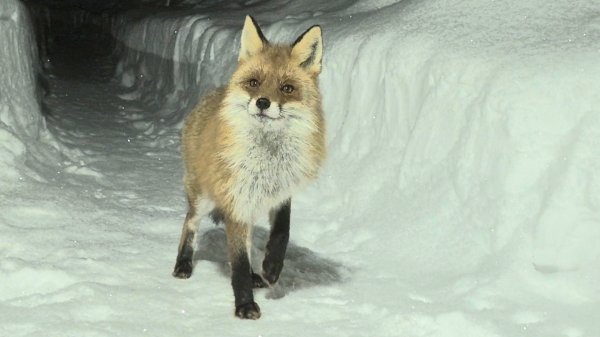 Долгожданная встреча