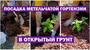 Сажаю метельчатую гортензию В ОТКРЫТЫЙ ГРУНТ! Все нюансы