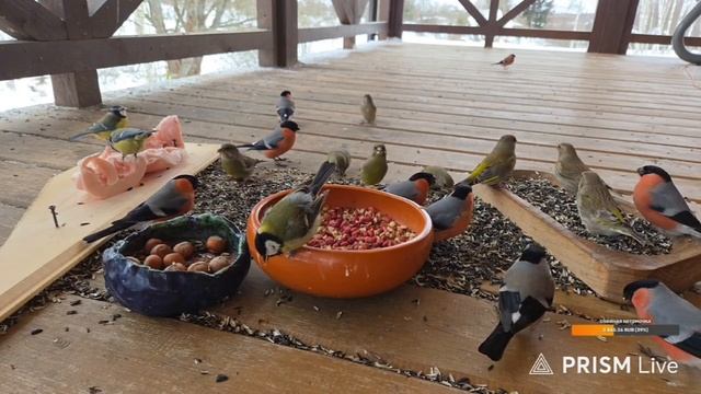 Птиченькино кафе. АСМР для котиков. Запись стрима с ютуба 16.02.26. Часть 1 смотреть онлайн