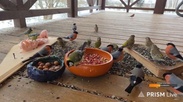 Птиченькино кафе. АСМР для котиков. Запись стрима с ютуба 16.02.26. Часть 1