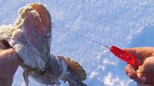 СТРИГУ НАЛИМОВ. Холодно! ПИЛА не пашет.