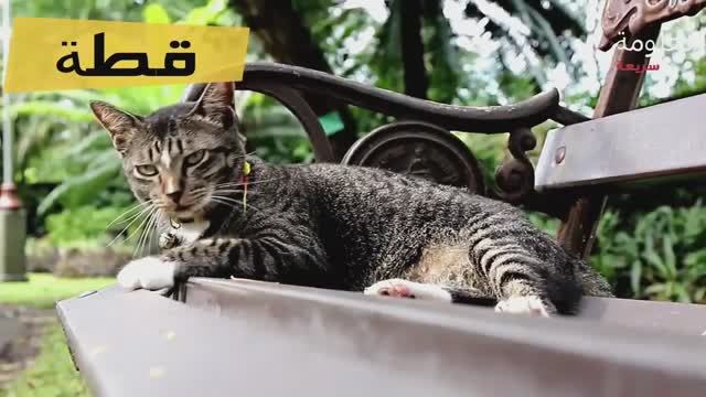 Мультики про животных для детей на арабском языке. учим слова на арабском. حيونات