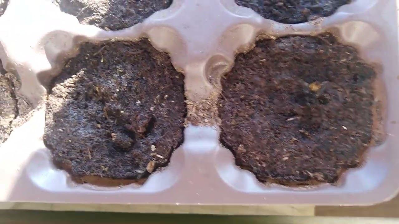 ✔Обзор моей рассады Навруз ✔