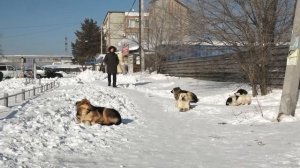 (13.02.2026) Практика отлова, стерилизации и возврата бездомных собак может вернуться в край
