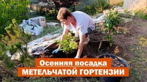 ВСЕ ТОНКОСТИ посадки метельчатой гортензии ОСЕНЬЮ // Сажаю метельчатую гортензию в открытый грунт