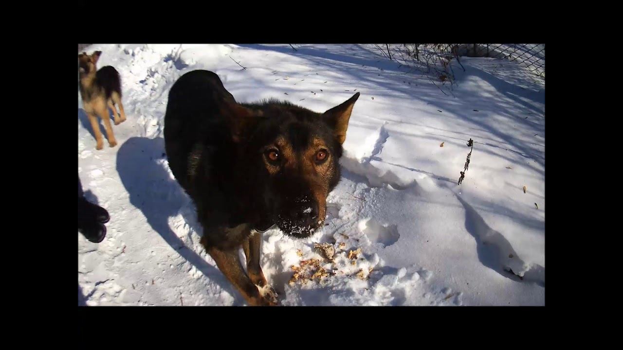 Полубродячие собаки