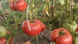 СУПЕР Сорт ПОМИДОРОВ - Казанский МЕСТНЫЙ во всей Красе!