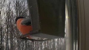 Одинокий снегирь одиноко  грызет семечки