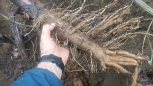 Этот корень - секрет долголетия японцев Сортовой Корнеплодный Японский Лопух Такиногава Гобо - 滝野川ゴボ