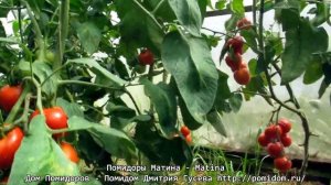 Помидоры Матина — Matina. Устойчив к фитофторе так, как если все остальные сорта уже почернеют, то..