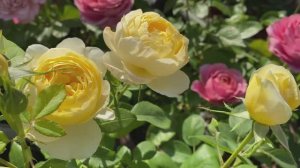 Почему Роза — главный терапевт моего сада.