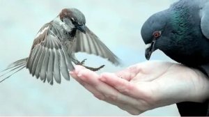 Доброта без повода. С днём проявления доброты. Шикарная музыкальная открытка.