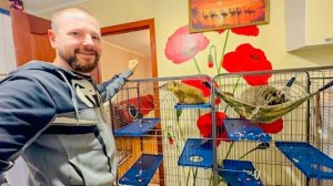 Кира присматривается к Жорику, а я не могу ОТДАТЬ Тишку сейчас, хотя он уже стал  ОГРОМНЫМ ЕНОТОМ!