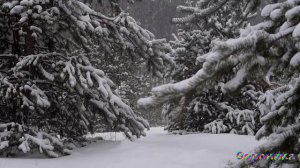 ЗАМЕТАЕТ  ЗИМА слова Лилии Папушиной музыка исполняет ИИ