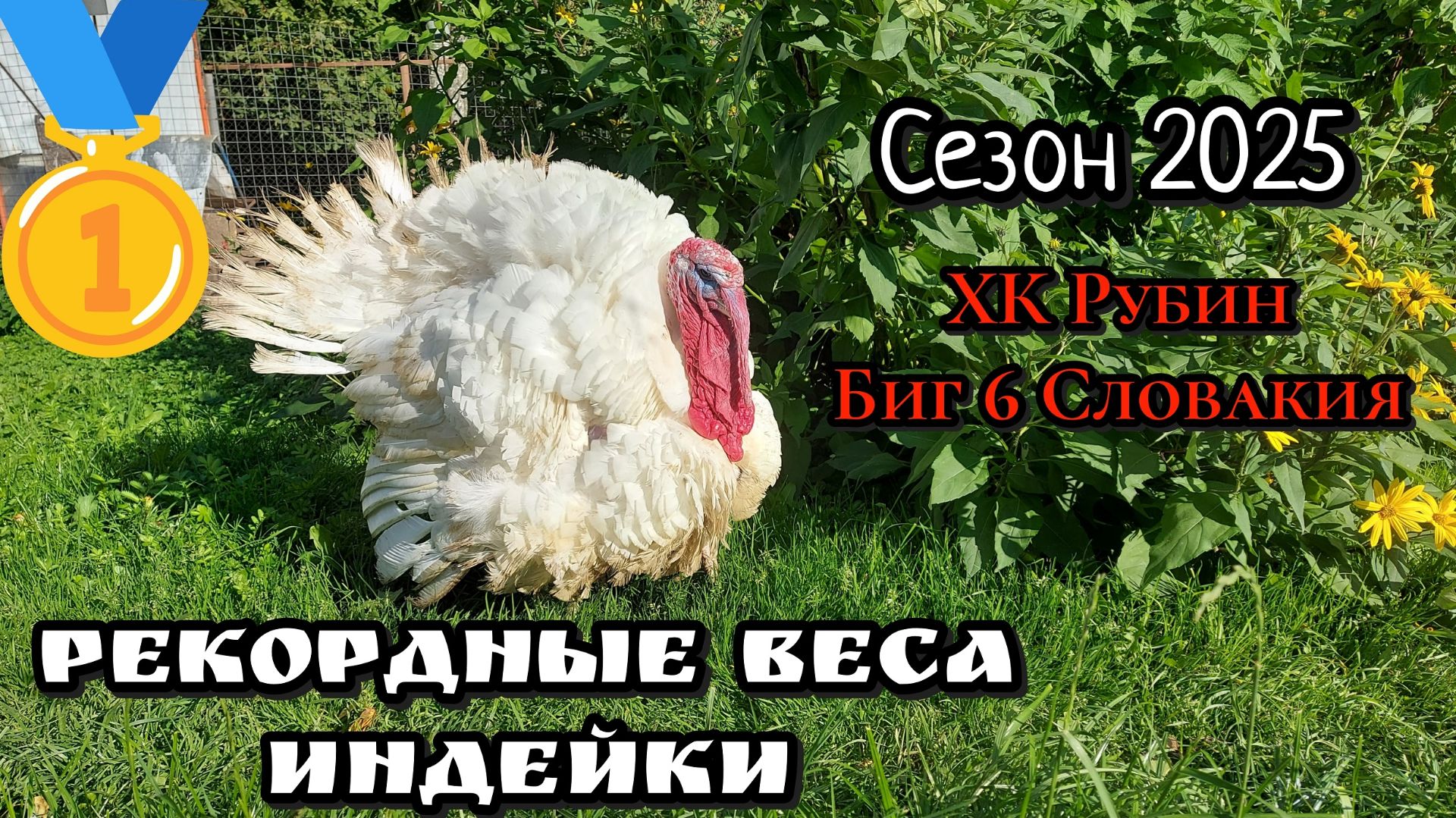 Шок от веса индюков!!! Самка - 18кг. Самец - больше 29 кг. смотреть онлайн
