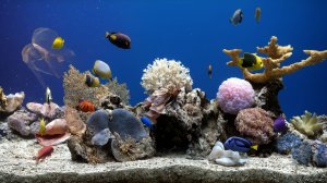 Аквариум — успокаивающие звуки воды. 💧🐠