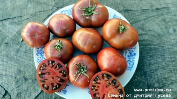 🍅Помидоры Чёрный Карликовый Тигр Чероки, Cherokee Tiger Black Dwarf