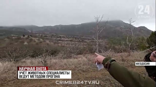 Научная охота: в Карадагском заповеднике провели учёт животных