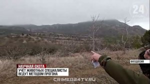 Научная охота: в Карадагском заповеднике провели учёт животных