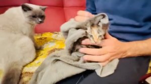 Мы ВЫКУПАЛИ котенка Коржика, он абсолютно НЕ БОИТСЯ ВОДЫ, а папа  Басик следит за нами!