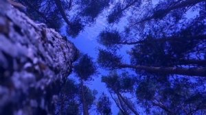 лесное чудовище ЧАСТЬ 6