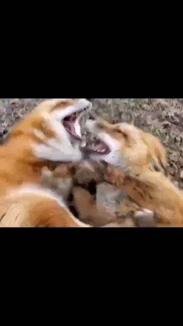 Лисички хахатушки смотреть онлайн