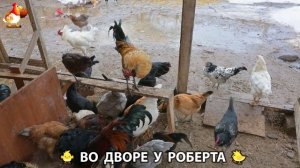 Содержание кур в домашних условиях и других птиц во дворе у Роберта 🐣🐤🦆🐔🪿🦃 (420)