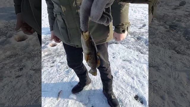 Ротан смотреть онлайн